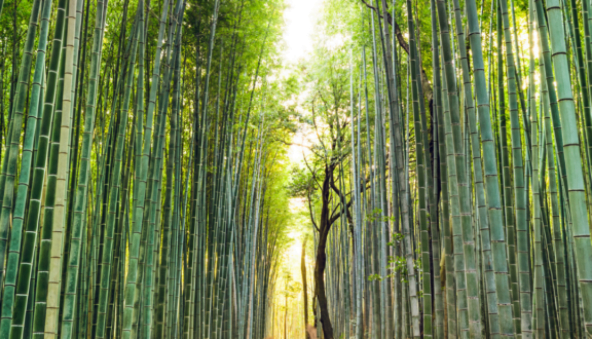 Medically important bamboo